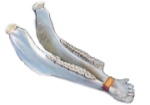 Donkey Mandible