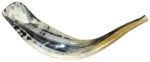 Polished Large Ram's Horn Shofar