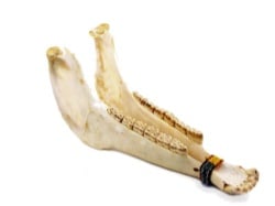 Jamtown J028 Jaw Bone Rattle