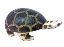 Jamtown R0023 Baby Turtle Wingo Shaker